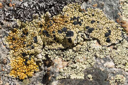 Image of Armenia tephromela lichen