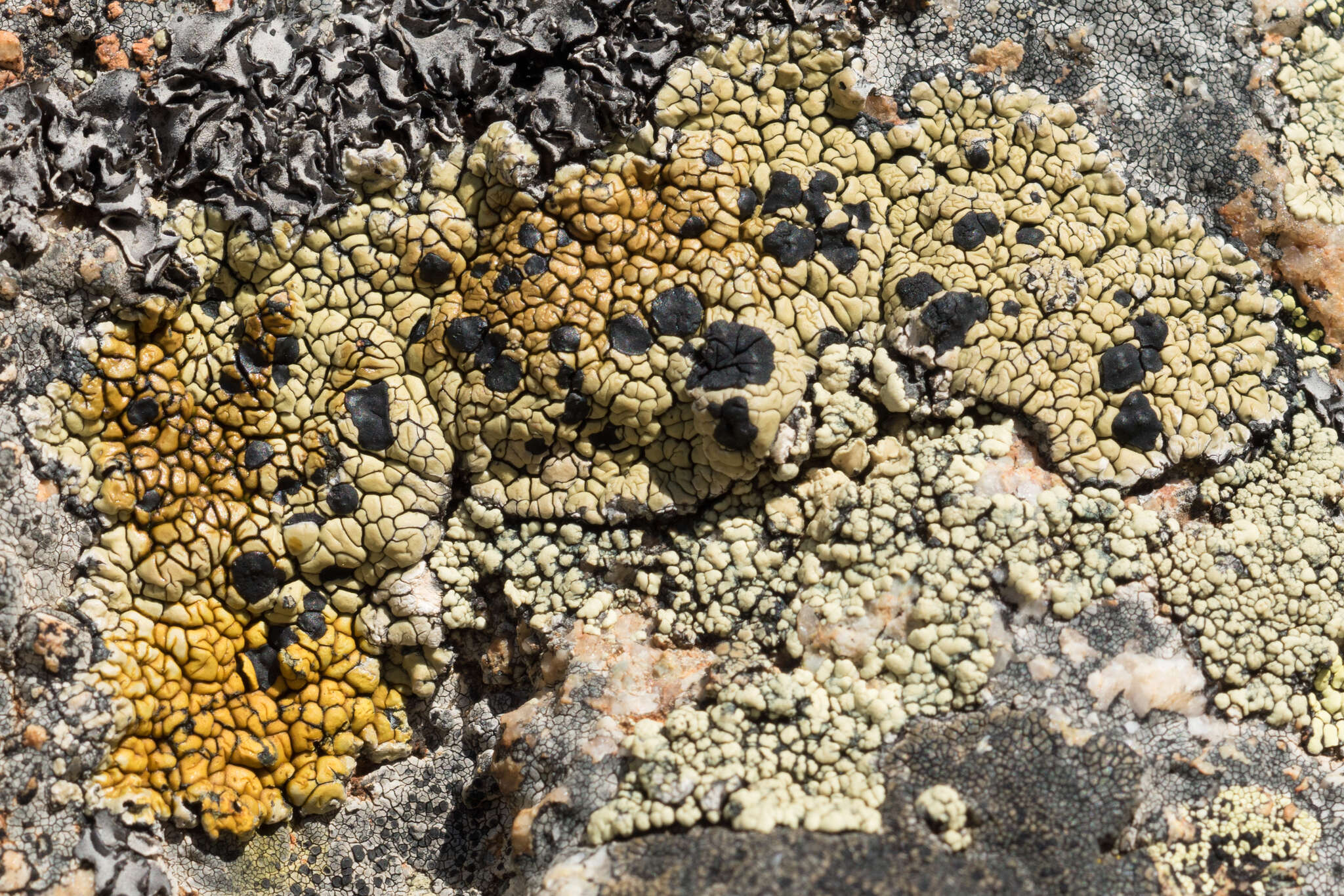 Image of Armenia tephromela lichen
