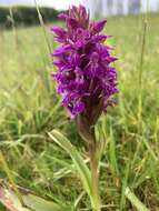 Image de Dactylorhiza kerryensis (Wilmott) P. F. Hunt & Summerh.