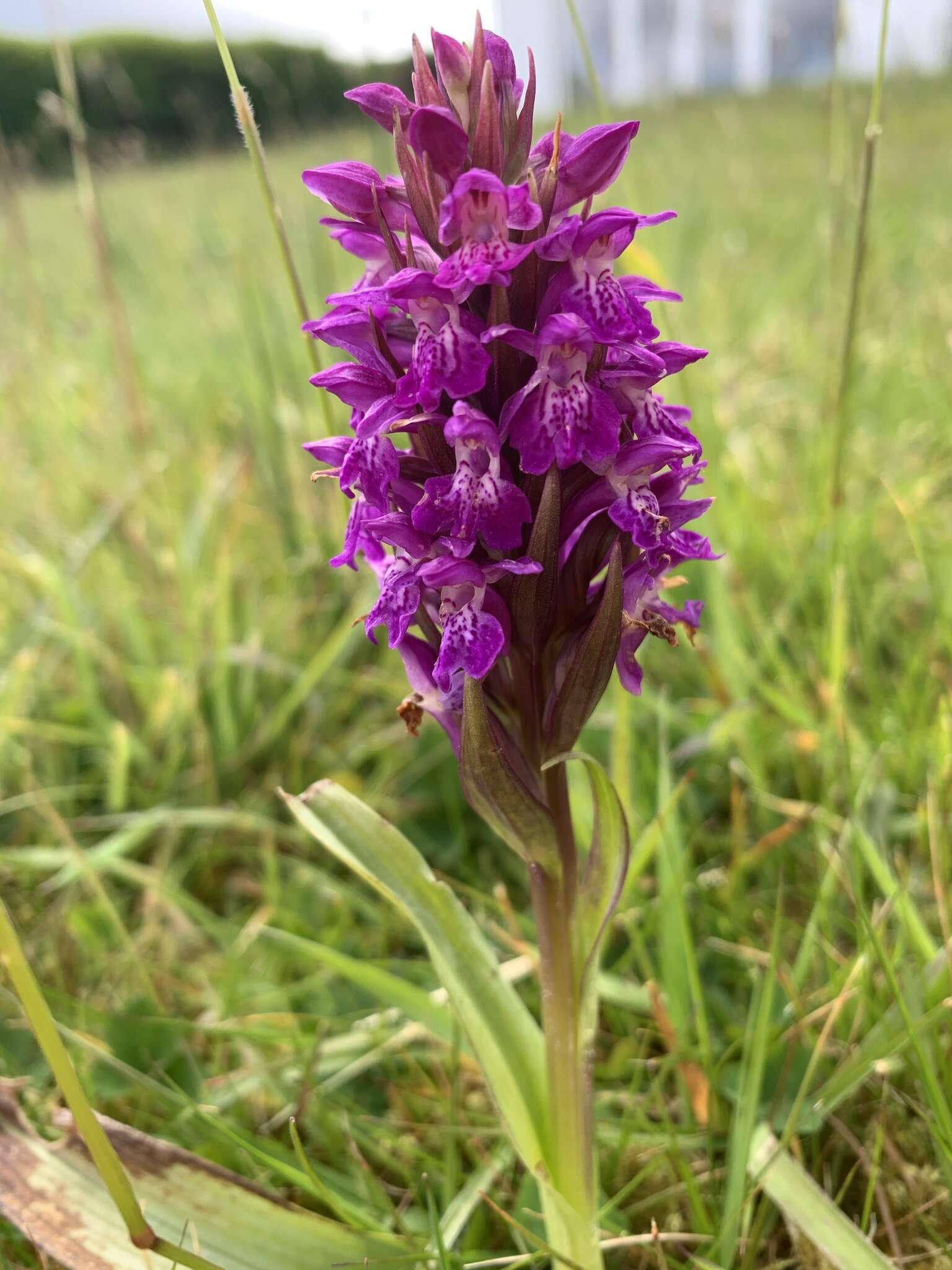 Image of Dactylorhiza kerryensis (Wilmott) P. F. Hunt & Summerh.