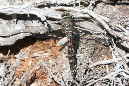 Image of Rhionaeschna variegata (Fabricius 1775)