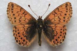 Image of <i>Boloria <i>alaskensis</i></i> alaskensis