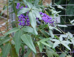 Image of Australian lilac vine