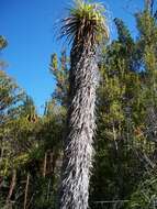 Sivun Richea pandanifolia Hook. fil. kuva