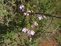 Prostanthera eurybioides F. Muell. resmi