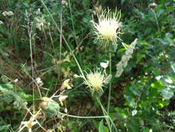 Sivun Rhaponticoides africana (Lam.) M. V. Agab. & Greuter kuva