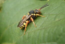 Image of Nomada flavopicta (Kirby 1802)