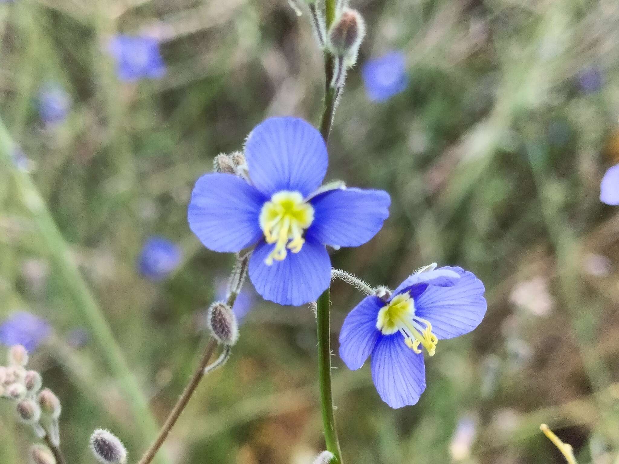 Image of Heliophila digitata L. fil.