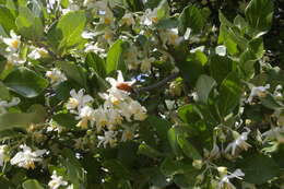 Image of Friar's balsam