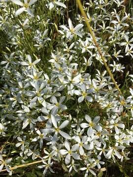 Image of shortleaf rose gentian