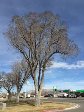 Image of Siberian Elm