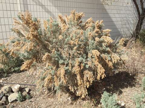 Imagem de Artemisia tridentata (Nutt.) W. A. Weber