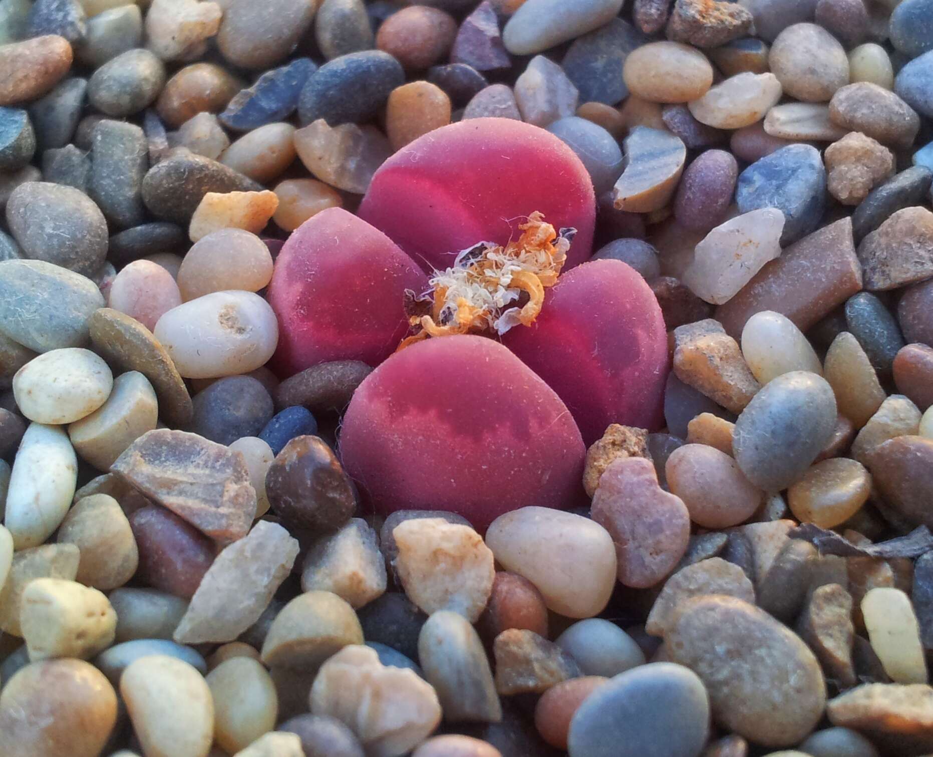 Image of Lithops optica (Marloth) N. E. Br.