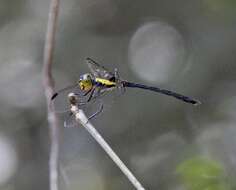 Image of <i>Agrionoptera longitudinalis biserialis</i> Selys 1879