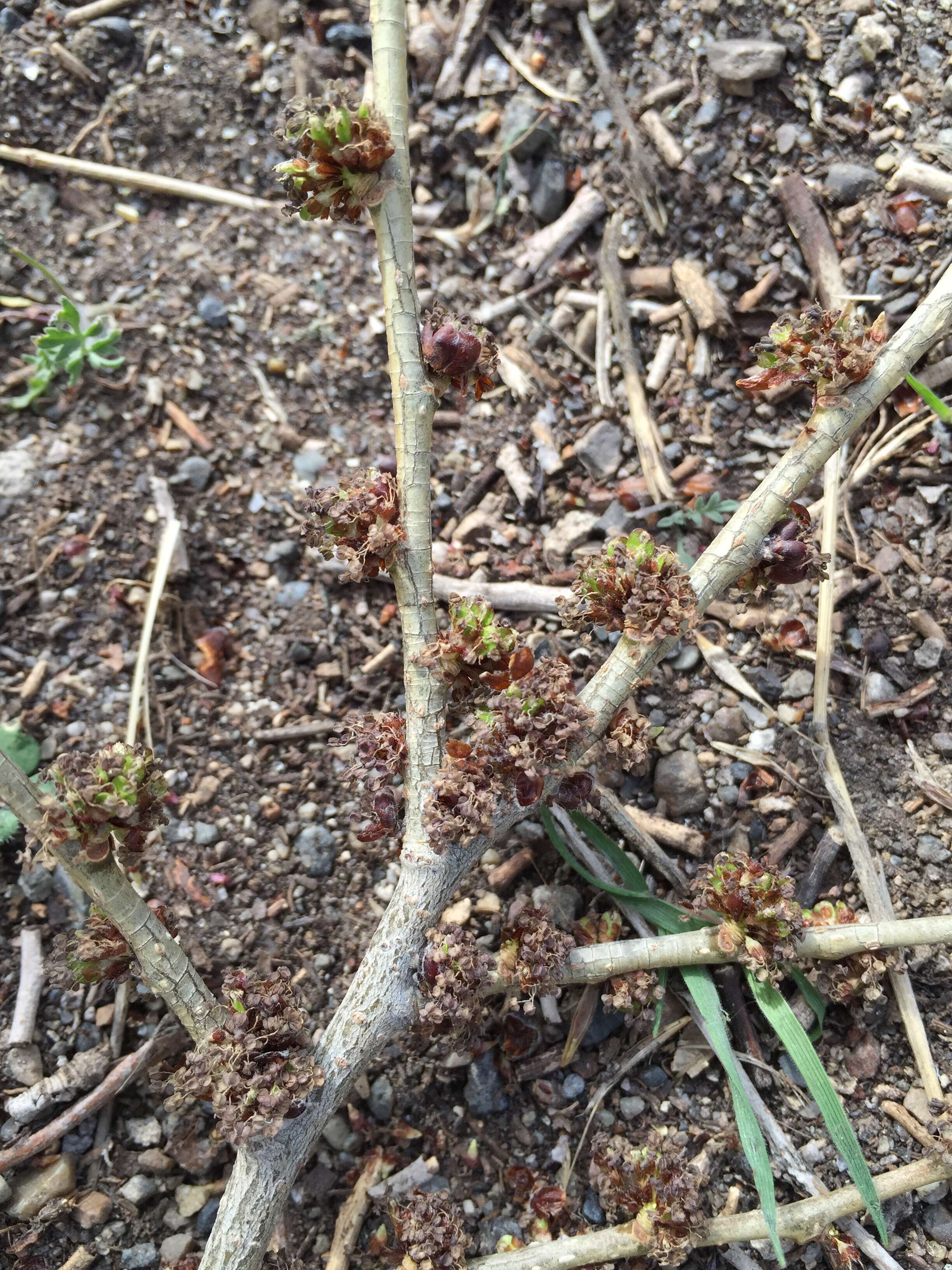 Image of Siberian Elm