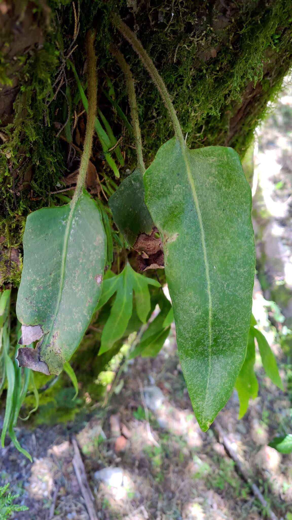 Image of Pyrrosia sheareri (Bak.) Ching