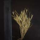 صورة Glyphochloa forficulata (C. E. C. Fisch.) Clayton