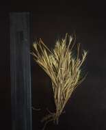 Image of Glyphochloa forficulata (C. E. C. Fisch.) Clayton