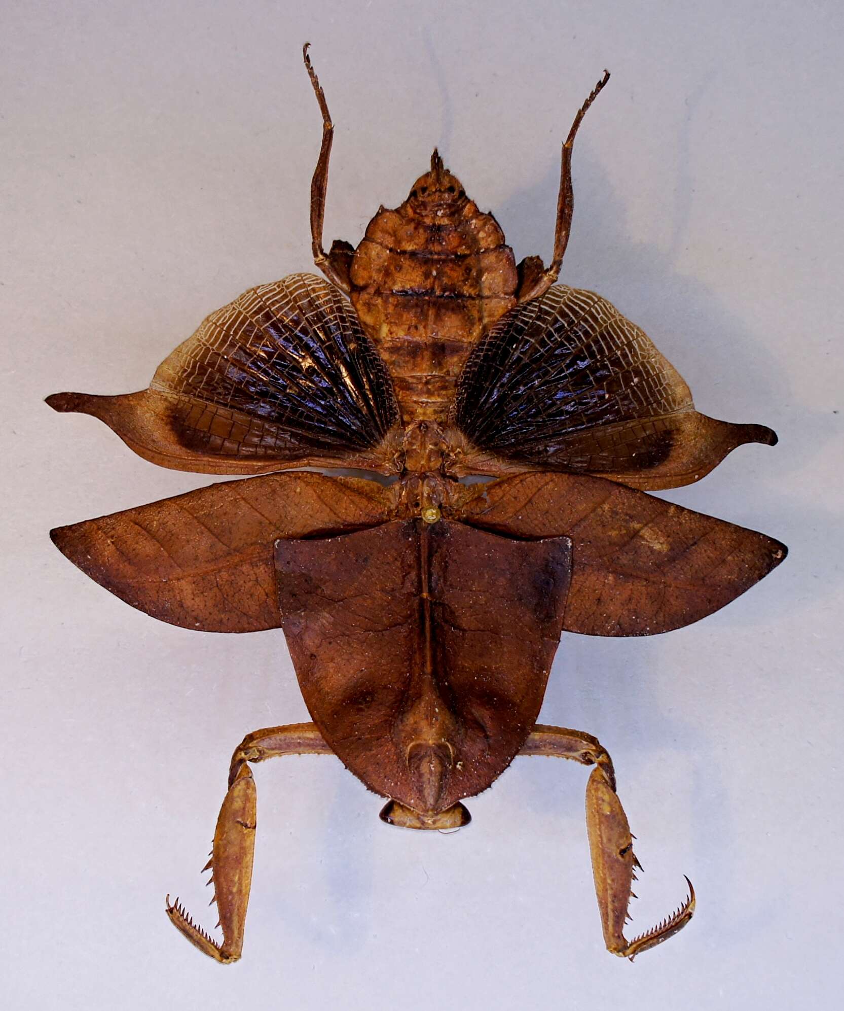 Image of Deroplatys truncata Guerin-Meneville 1843