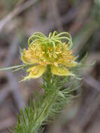 Image of Devil-in-a-bush