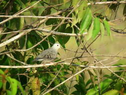 صورة Columbina minuta elaeodes (Todd 1913)