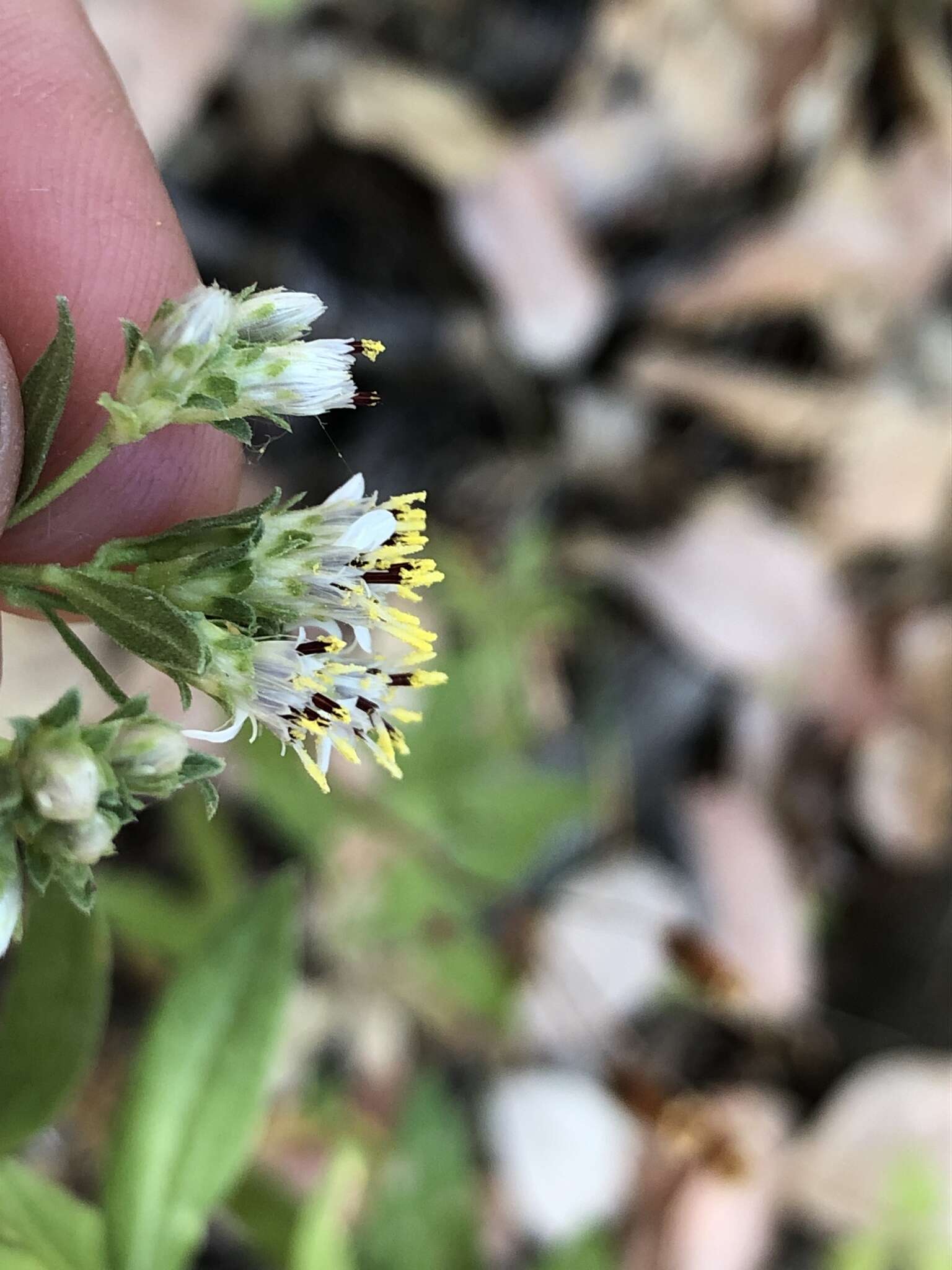 Image of Oregon whitetop aster