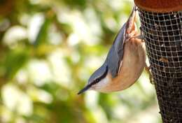 Image of Eurasian Nuthatch