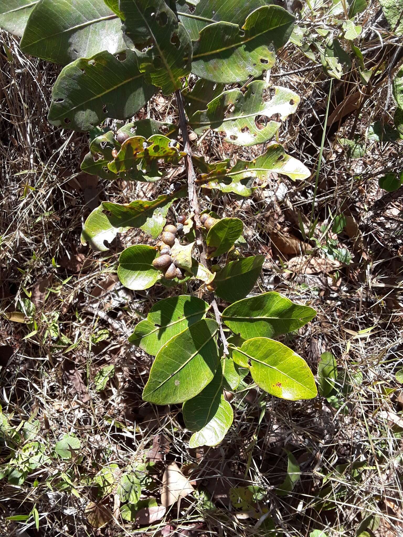 Image of Psidium salutare var. pohlianum (O. Berg) Landrum