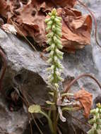 Image of Umbilicus horizontalis var. intermedius (Boiss.) Chamberlain