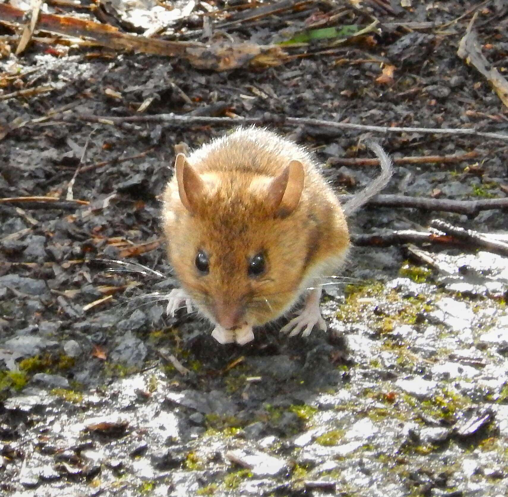 Image of wood mouse, long-tailed field mouse