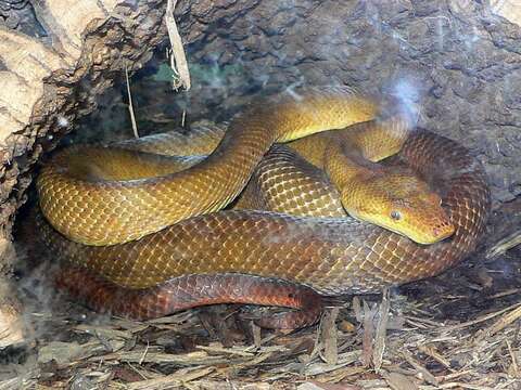 Image of Fiji Island Boa