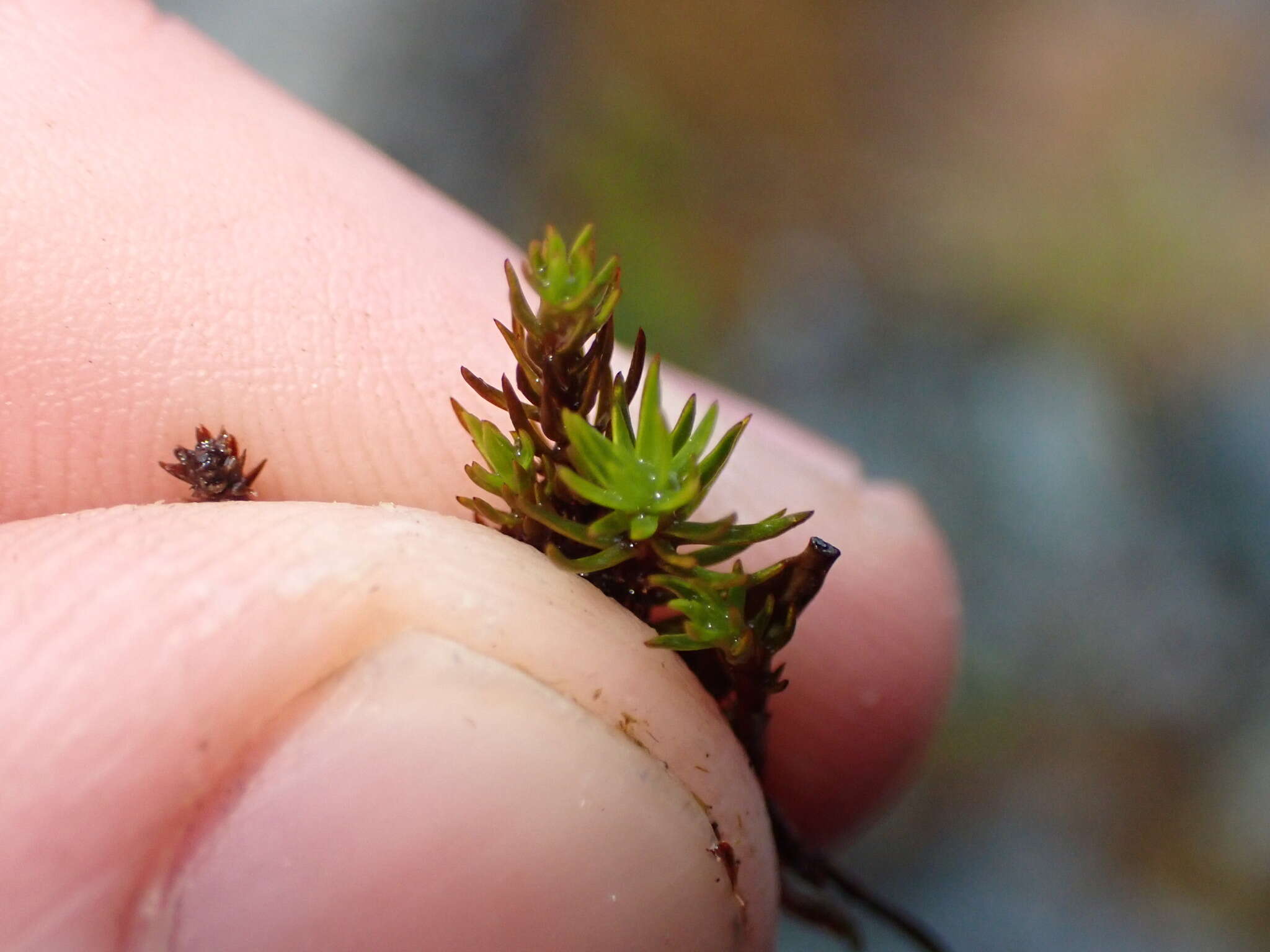 Imagem de Polytrichastrum sexangulare G. L. Smith 1971