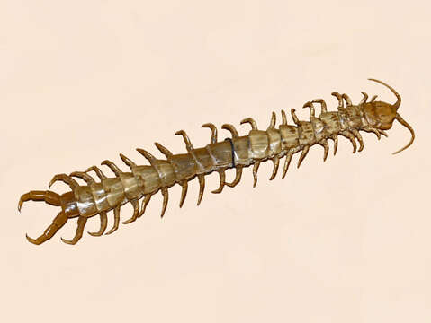 Image of Mediterranean banded centipede