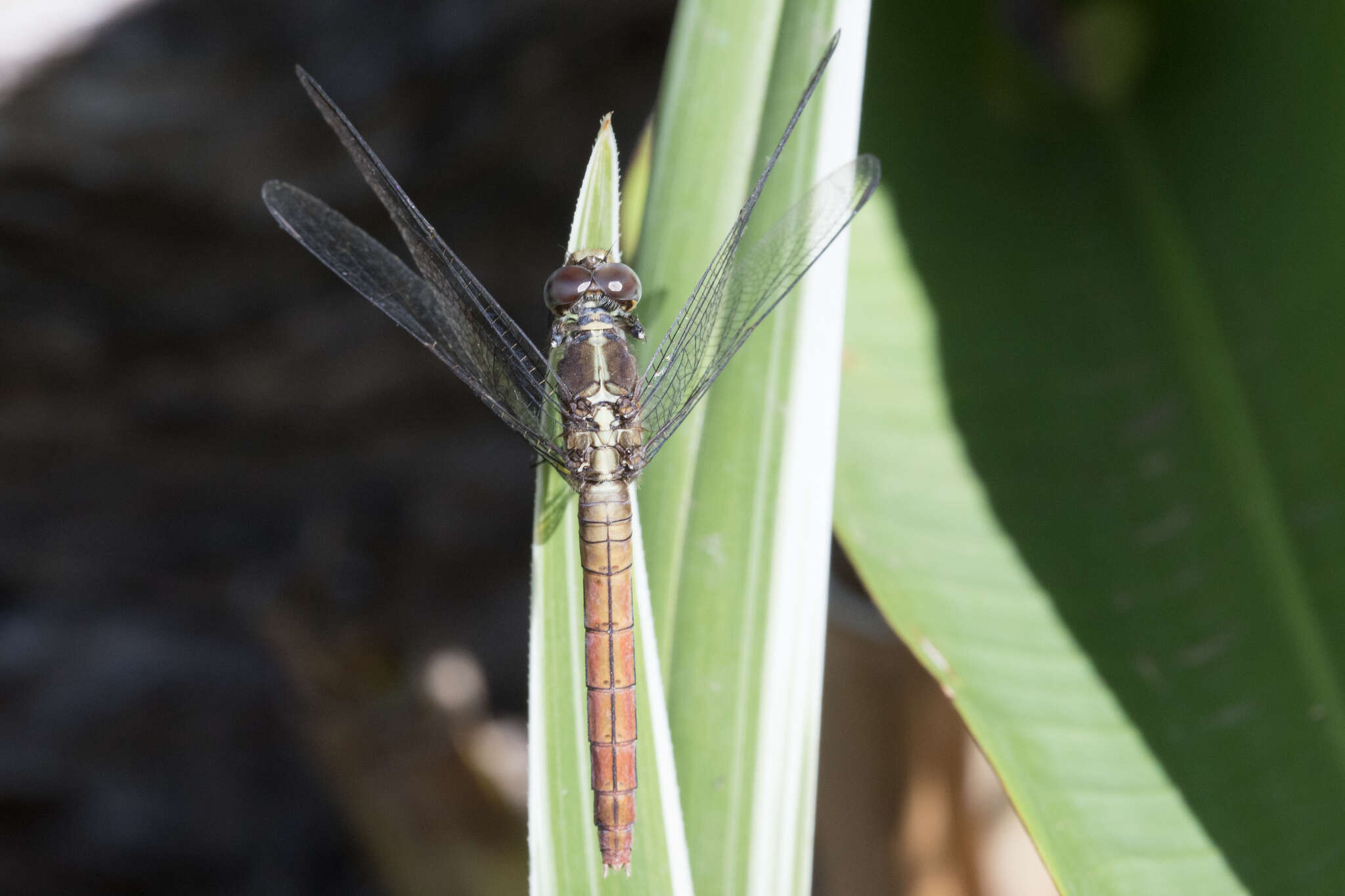 Image of Rosy Skimmer