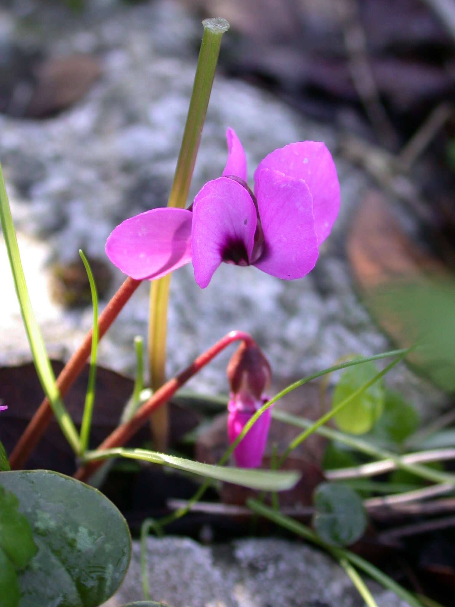 Image of Cyclamen coum Miller