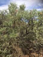Image of Acacia victoriae subsp. victoriae