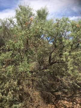 Acacia victoriae subsp. victoriae resmi