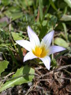 Image of crocus-leaved ROMULEA