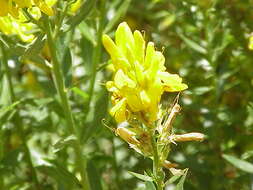 Imagem de Genista tinctoria L.