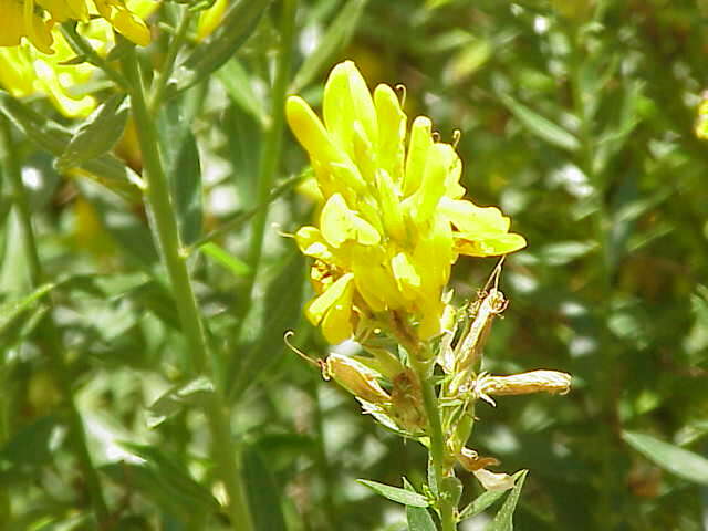 Imagem de Genista tinctoria L.