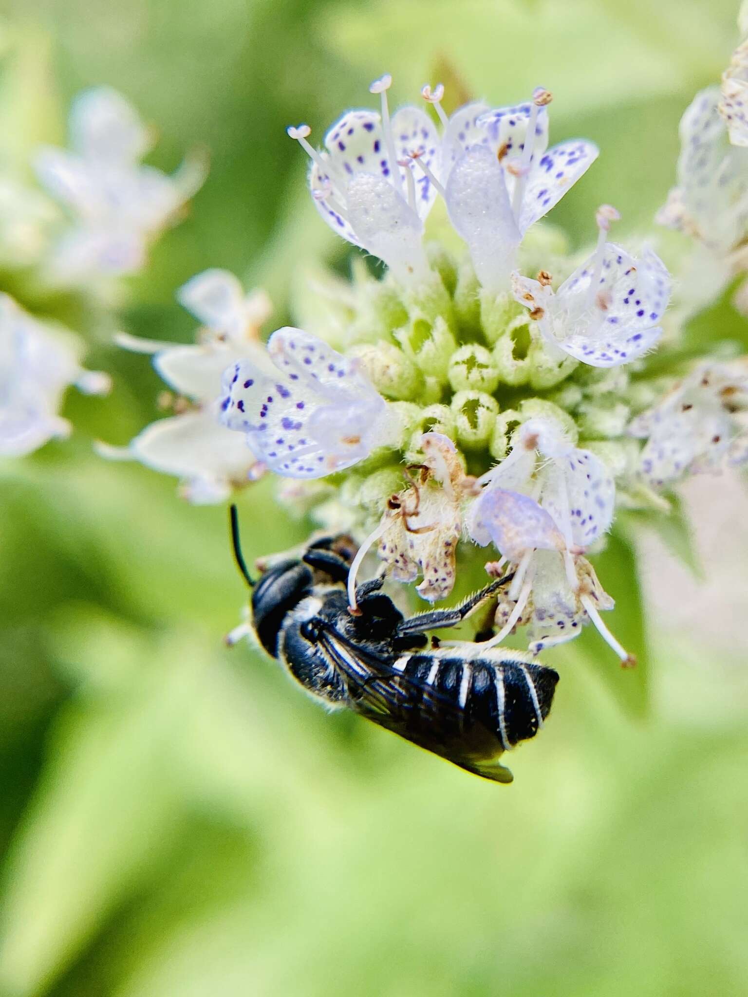 Megachile exilis Cresson 1872 resmi