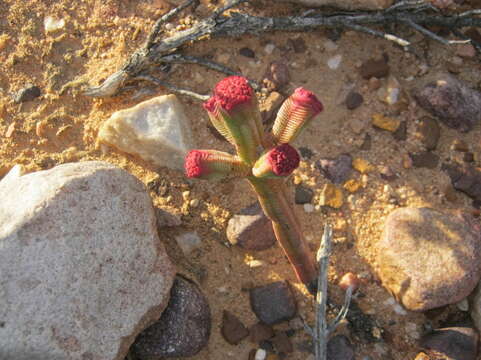 Image of Crassula pyramidalis Thunb.