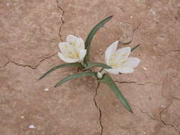 Image of Colchicum ritchii R. Br.