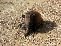 Image of American Bison