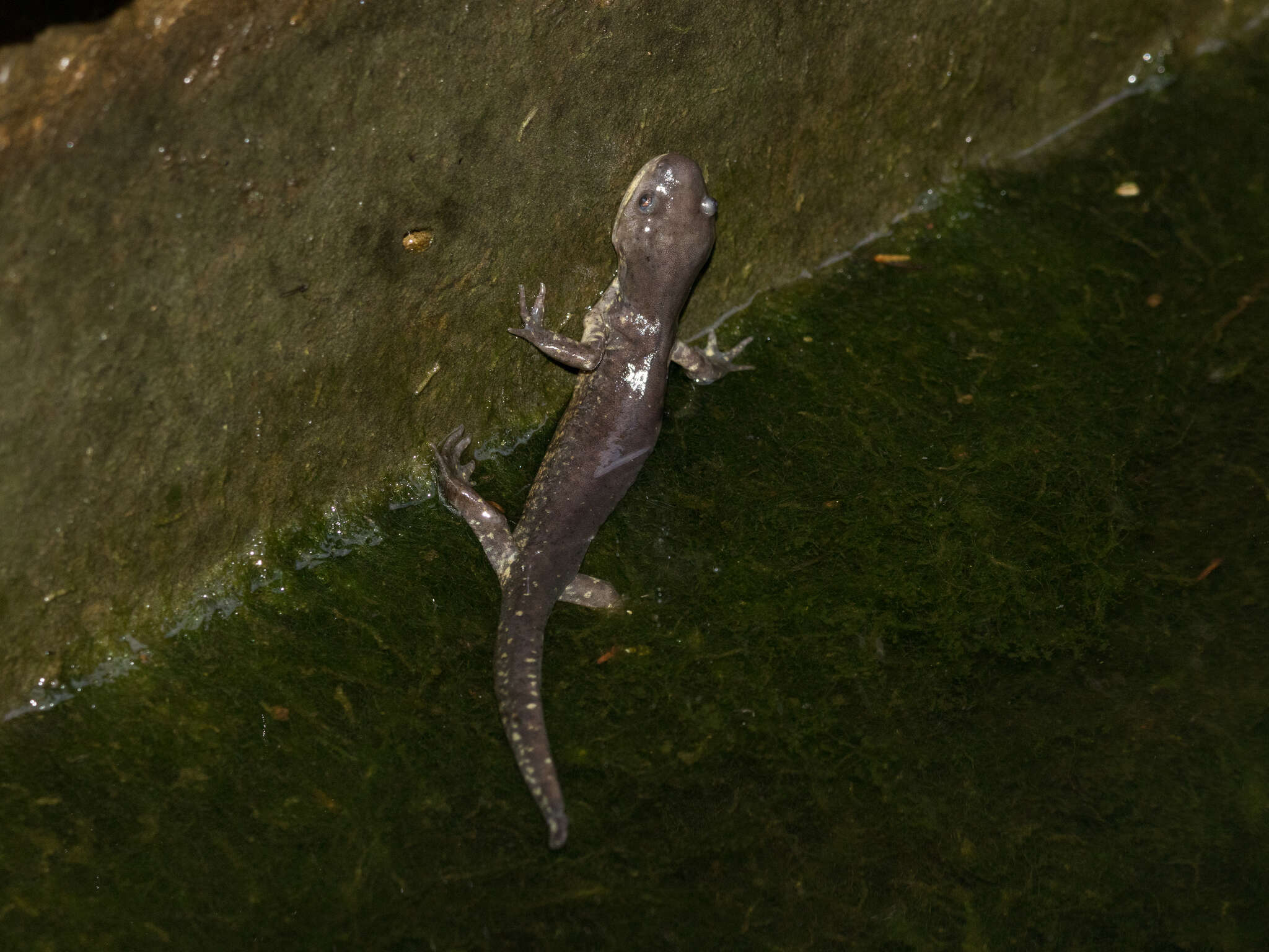 Image of Mountain Stream Siredon