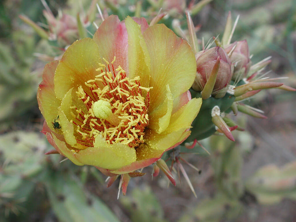 Imagem de Cylindropuntia acanthocarpa (Engelm. & J. M. Bigelow) F. M. Knuth