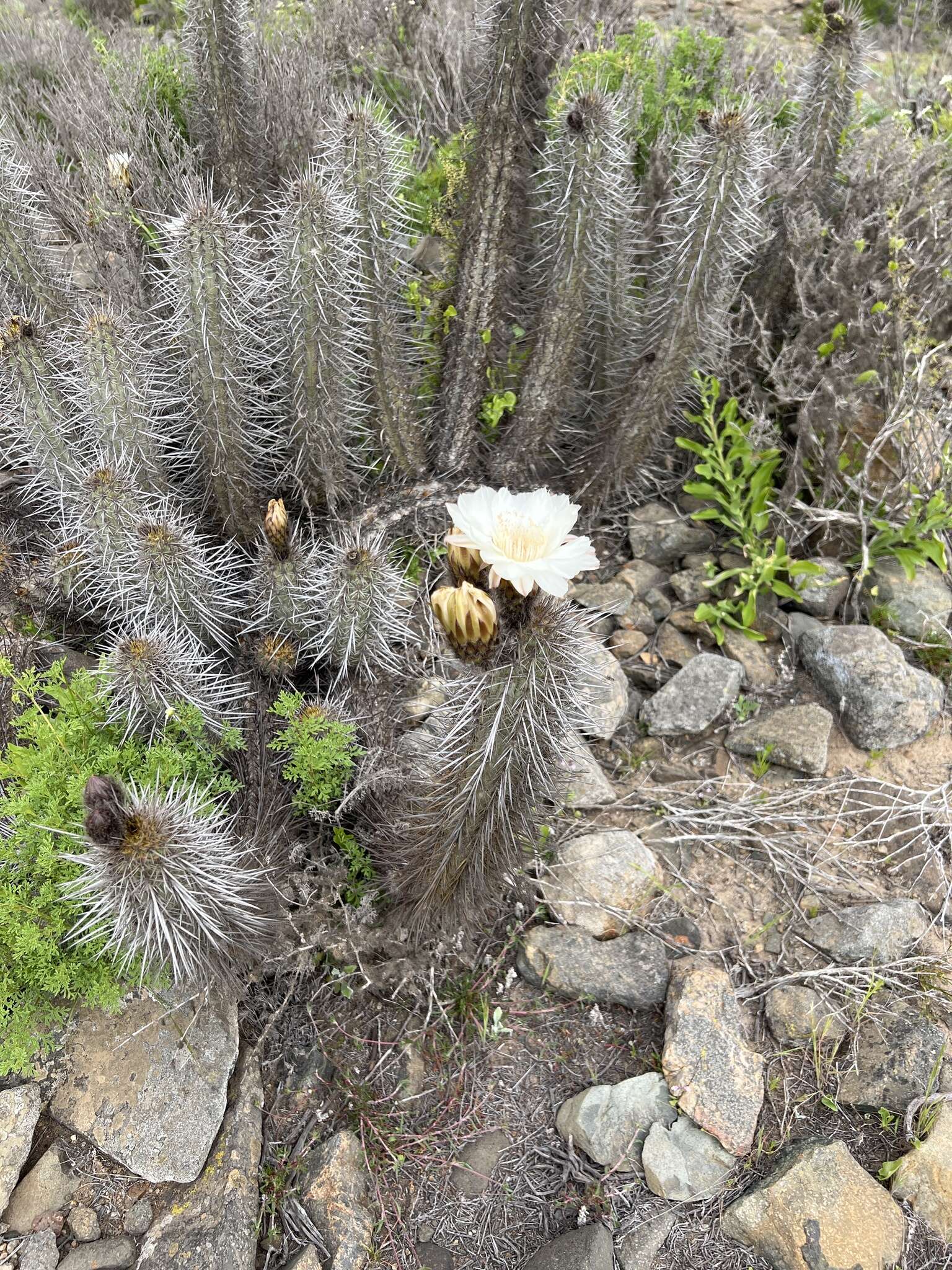 Image de Echinopsis deserticola (Werderm.) H. Friedrich & G. D. Rowley