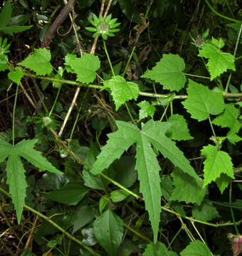 Image of Prickly hibiscus creeper