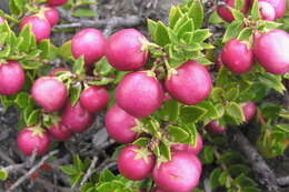 Image of Gaultheria mucronata (L. fil.) E. J. Remy