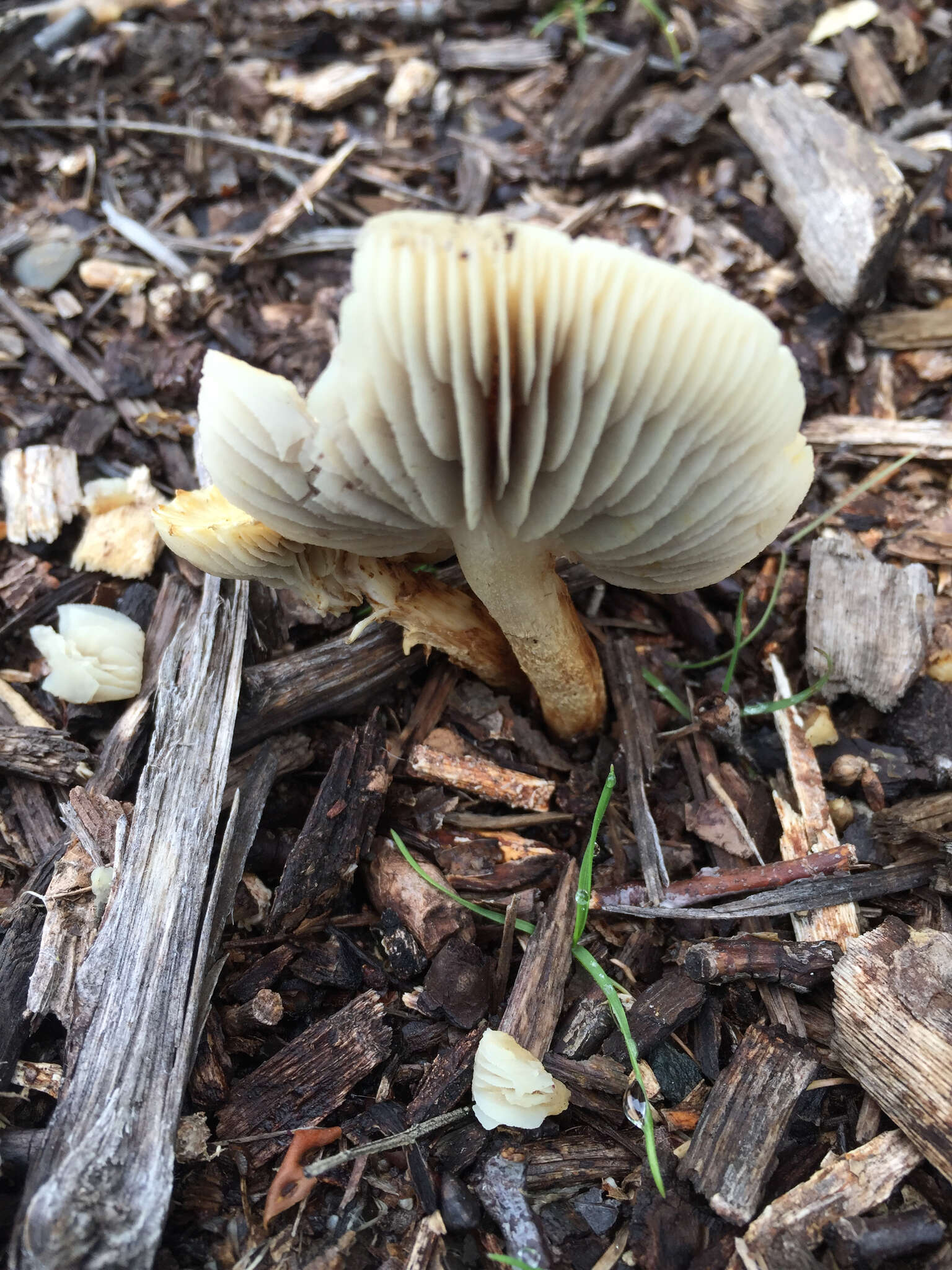 Image de Leratiomyces percevalii (Berk. & Broome) Bridge & Spooner 2008